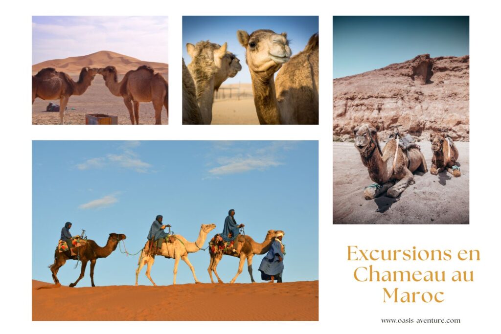 Excursions en Chameau au Maroc